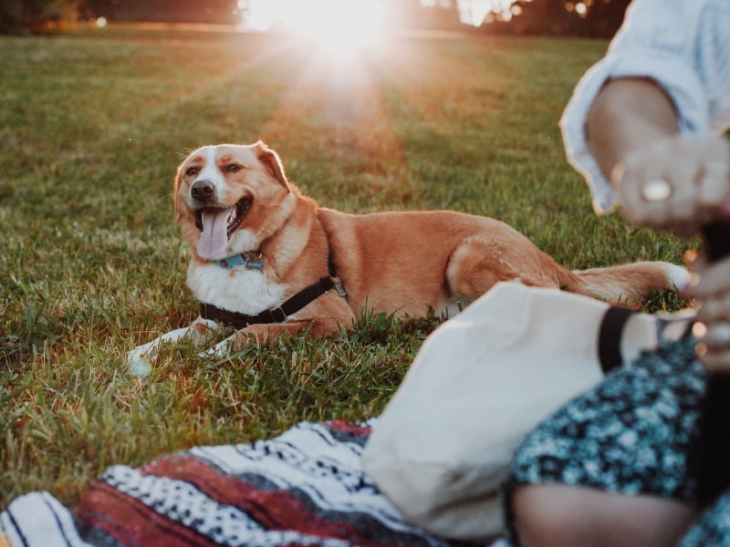 How To Keep Dogs Safe While Camping